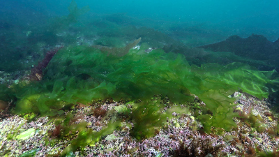 Die Alge Ulva produziert den Mehrfachzucker Ulvan, dessen kompletter Abbauweg durch Biokatalysatoren eines marinen Bakteriums entschlüsselt wurde. Foto: Thomas Wilfried
