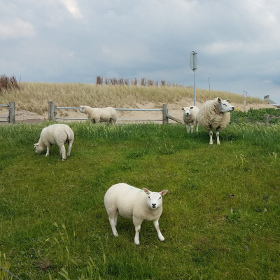 Sheep on Texel island