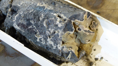 Segment of one of the MeBo drill cores from the Vestnesa Ridge with clearly visible seep carbonates. Photo: MARUM – Center for Marine Environmental Sciences, University of Bremen