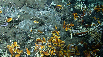 Muscheln an einem Ölaustritt im Golf von Mexiko. Foto: MARUM – Zentrum für Marine Umweltwissenschaften, Universität Bremen