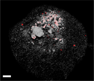 Epifluoreszenzmikroskopisches Bild von Methanoliparia-Zellen, die an einem Öltröpfchen haften. Die weiße Maßstabsleiste hatte eine Länge von 10 Mikrometern. Foto: Max-Planck-Institut für Marine Mikrobiologie