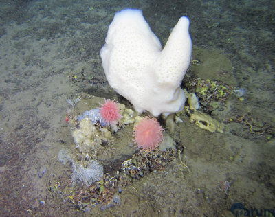 Um zu so einer Größe zu wachsen, benötigen die hellen Schwämme der Gattung Schaudinnia viele Jahre. Foto: MARUM – Zentrum für Marine Umweltwissenschaften. 
