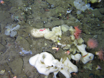 In einem Feld voller Sediment und Lapilli hat sich eine Gesellschaft von Anemonen (rosa), Schwämmen (weiß und gelb) und Bryozoen (filigran, fächerartig) auf einem Stein angesiedelt.  Foto: MARUM – Zentrum für Marine Umweltwissenschaften