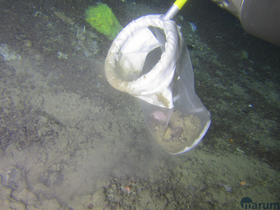 Mit den Netzen des ROV können wir selbst kleinste Steinchen aufsammeln. Auch das ein oder andere Lebewesen (hier eine Anemone) geht uns so ins Netz. Foto: MARUM – Zentrum für Marine Umweltwissenschaften
