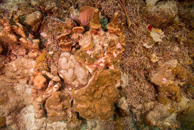 Ein Quadrant lebender Koralle in etwa zehn Metern Wassertiefe. Die Lage der Koralle haben NIOZ-Forschende mit einer Boje markiert. Foto: NIOZ, Fleur van Duyl