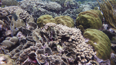 Eine Koralle in Curacao. Foto: NIOZ, Fleur van Duyl