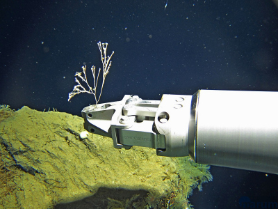Fast wie Blumen pflücken! Dank unserer ROV-Piloten können sogar filigrane Schwämme wie dieser unbeschadet geborgen werden. Foto: MARUM – Zentrum für Marine Umweltwissenschaften, Universität Bremen