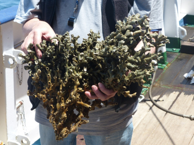 The scientist André Freiwald presents a large framework of the cold-water coral Lophelia pertusa on board the research vessel METEOR. Photo: MARUM – Center for Marine Environmental Sciences, University of Bremen; D. Hebbeln