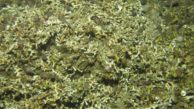 Fossiler Korallenschutt der Kaltwasserkoralle Lophelia pertusa. Obwohl die Korallen bereits seit 4.500 Jahren tot sind, bieten sie immer noch einen Lebensraum für Organismen wie Schwämme, Seesterne, Anemonen und Moostierchen (gelb fluoreszierend). Auffallend ist das häufige Vorkommen von Grundeln (Sufflogobius bibarbatus), eine Fischart, die an sehr niedrige Sauerstoffgehalte angepasst ist. Foto: MARUM – Zentrum für Marine Umweltwissenschaften, Universität Bremen 