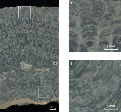Stromatolith from Münder Formation at Thüste, Upper Jurassic, Northern Germany