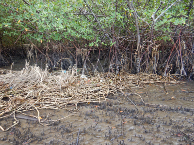 Detritus of the Peruvian Watergrass