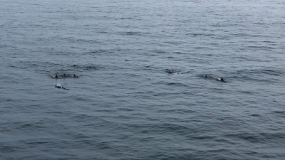 Eine Gruppe von Walen tauchte nur wenig auf. 