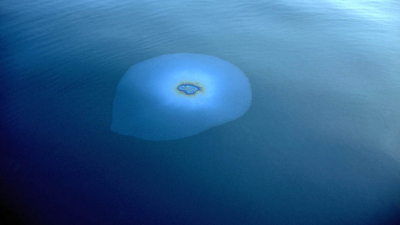 Öltropfen, die am Ozeanboden in die Wassersäule sickern, bilden an der Wasseroberfläche einen natürlichen Ölteppich. Foto: Ian MacDonald