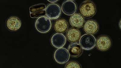 Coscinodiscus wailesii ist eine Mikroalge, die zur Familie der Kieselalgen gehört und die Algenblüten bilden und erhebliche Mengen an langkettigen Zuckern produzieren. Die Forschungsgruppe Marine Glycobiologie untersucht den Umsatz und die Rolle dieser Zu