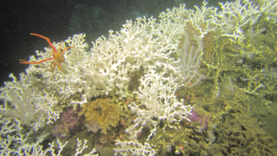 Kaltwasserkorallenriff mit Lophelia pertusa in 350 Meter Wassertiefe im Zentrum der Sauerstoffminimumzone vor Angola im Südost-Atlantik. Foto: MARUM – Zentrum für Marine Umweltwissenschaften, Universität Bremen