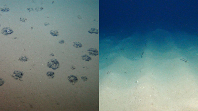 Ungestörter Meeresboden mit der für das DISCOL-Gebiet typischen, geringen Manganknollendichte (links). 26 Jahre später sind die Pflugspuren noch deutlich sichtbar (rechts). Foto: ROV-Team/ GEOMAR