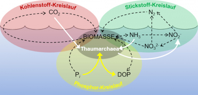 Schema zur Rolle der Thaumarchaea in den ozeanischen bio-geochemischen Kreisläufen von Kohlenstoff (rot), Stickstoff (grün) und Phosphor (gelb). Als autotropher Ammoniakoxidierer ist N. maritimus ein oft vorkommendes Mitglied innerhalb der mikrobiellen Biomasse des Ozeans und bekannt dafür, dass er an den wichtigsten Schritten des globalen Kohlenstoff- und Stickstoffkreislaufs beteiligt ist (weiße Pfeile). Die gelben Pfeile stellen die noch nicht bekannten Schritte im Phosphor-Kreislauf dar. Grafik: Travis Meador