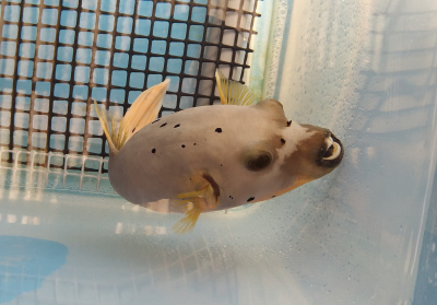 Blackspotted puffer (Arothron nigropunctatus) in a tank during carbonate collection