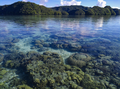Typical shallow reef with high coral cover in Palau