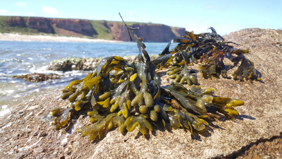 The brown algae Fucus vesiculosus grows on stones almost everywhere along the North Sea and Baltic Sea. For the study the researchers also examined fucoidan of these algae like those at the coast of Heligoland. (Photo: Max Planck Institute for Marine Micr