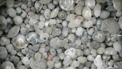 Shells of planktonic foraminifera from ice-age sediments in the Atlantic Ocean. Fossils like these were used in this study to reveal that global warming may lead to decline in tropical marine biodiversity. (Photo: MARUM – Center for Marine Environmental S