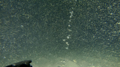 Gas seeps on the seafloor in the North Sea. Photo: MARUM – Center for Marine Environmental Sciences, University of Bremen