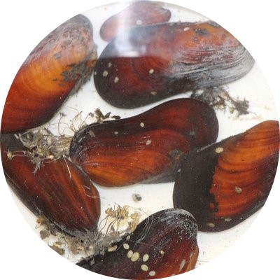 Bathymodiolus mussels at Tonga