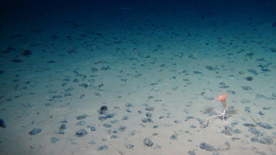 Manganknolle mit einem Tiefseeschwamm. Expedition SO242, Foto: ROV KIEL6000, GEOMAR
