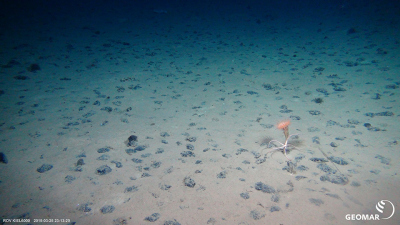 Typisches Manganknollenhabitat auf dem Meeresboden der Clarion-Clipperton Bruchzone (CCZ) im Pazifik (Expedition SO239) mit einer Seeanemone und einem Schlangenstern. Foto: ROV KIEL6000, GEOMAR