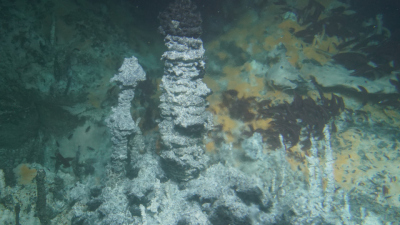 Die hydrothermalen Schlote des Guaymas-Beckens – die „Heimat“ der untersuchten methanoxidierenden Mikroben. Die wärmeliebenden Mikroorganismen gedeihen unter den orangefarbenen mikrobiellen Matten im Hintergrund. Die hohen Temperaturen des aufsteigenden W