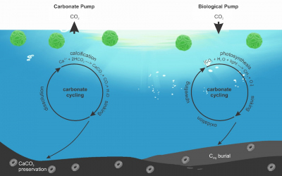 Vereinfachte schematische Darstellung der komplexen Rolle von Coccolithophoriden im globalen Kohlenstoffkreislauf, die sowohl an der biologischen (Photosynthese) als auch an der Karbonatpumpe (Kalzifizierung) beteiligt sind. Grafik: modifiziert nach Baumann et al., 2004 