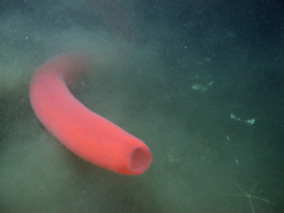 Feuerwalze (Pyrosoma), eine Kolonie von Millionen von Manteltierchen, im Ostpazifik in 1.530 Meter Wassertiefe