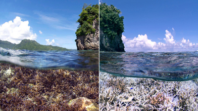 The last El Niño in 2016 led to a prolonged temperature increase in the oceans of the tropics worldwide. Large-scale coral bleaching occurred worldwide, as here in American Samoa in the Pacific. The picture of the same reef section before (left side) and 