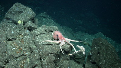 An octopus approaches a coral grown on basalt fragments in a water depth of 900 meters, recorded with the remotely operated vehicle MARUM-QUEST. Photo: MARUM - Center for Marine Environmental Sciences, University of Bremen 