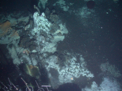 Photographs of the experiment in the Guaymas basin. The hydrothermal systems and bacterial mats are clearly visible. Photo: A. Teske, University of North Carolina