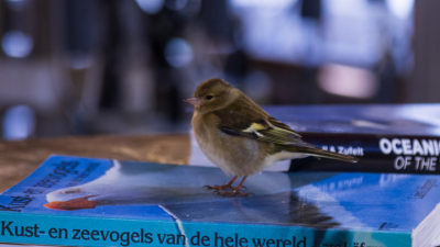 A curious finch. Photo: Daan Elderink