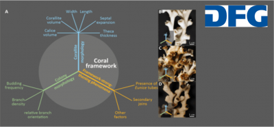 CTCoral (Titschack)