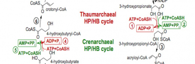 Autotrophic HP/HB cycle