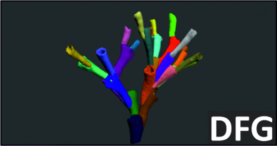 CT-bsed 3D model of the cold-water coral Lophelia pertusa, in which the corallites are differentiated.