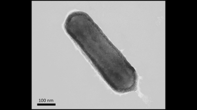The single-celled organism Nitrosopumilus maritimus can produce oxygen. Researchers at the University of Oldenburg and Syddansk Universitet have demonstrated this - for the first time in an organism from the domain of archaea. Photo: University of Oldenbu