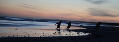 Falklands penguins
