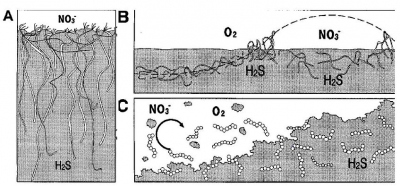 A: Thioploca bacteria use filaments for vertical transport of nitrate. B: Beggiatoa mats and filaments inhabiting the oxic – anoxic boundary and store nitrate in times of low nutrient supply. C: Thiomargerita taking up nitrate during suspension of sediment (after Schulz & Jörgensen, 2001).