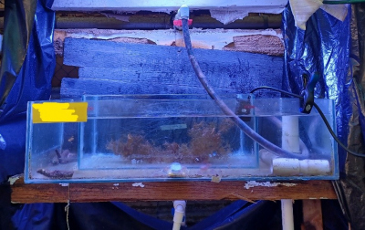  Aquarium incubation with macroalgae in the wet lab of CARMABI.