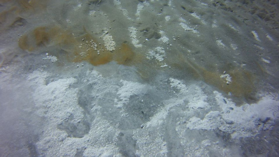 Weiße Bakterienmatten am Meeresboden zeigen, wo Fluide durch das Sediment nach oben sickern. Foto: Thomas Pichler, Universität Bremen