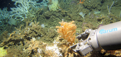 Sampling of cold-water corals in the deep Atlantic Ocean. ROV image: MARUM ROV Squid