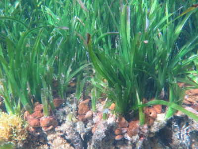 Posidonia oceanica growing in association with Chondrilla nucula 