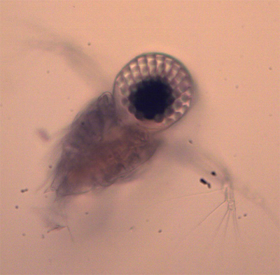 Cladoceran, also known as water flea. Photo: MARUM/ Uni Bremen