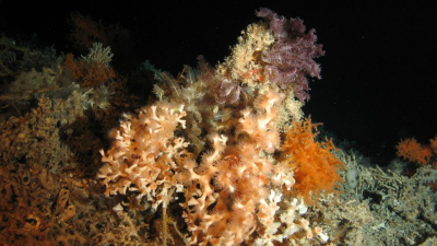 Large colony of the cold-water coral Lophelia pertusa colonized by crinoids and soft corals in 700 meters of water (Porcupine Seabight, Irish continental margin). Photo: MARUM – Center for Marine Environmental Sciences, University of Bremen