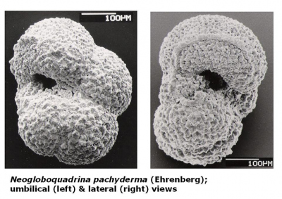 Planktonic microfossils such as the species Neogloboquadrina pachyderma sinistral carry the isotope geochemical information used to perform oceanographic and climatic reconstructions. Photo: Antonov, Public domain, via Wikimedia Commons
