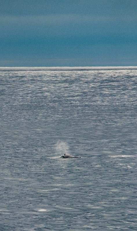 whale sighted from the distance